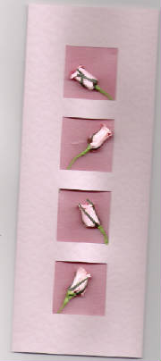 "Pink Tulips!"